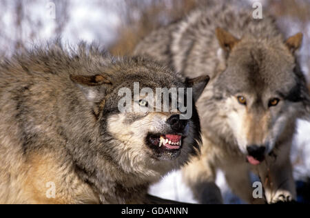 Le loup gris d'Amérique du Nord, Canis lupus occidentalis, adulte en position défensive, Canada Banque D'Images