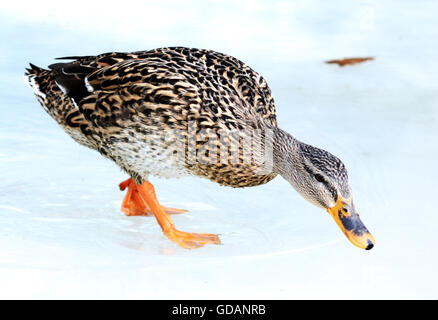 Canard sauvage sur la glace dans le lac gelé en hiver froid jour Banque D'Images