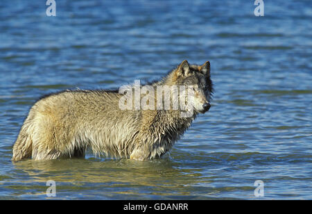 Le loup gris d'Amérique du Nord, Canis lupus occidentalis, adulte dans l'eau, Canada Banque D'Images