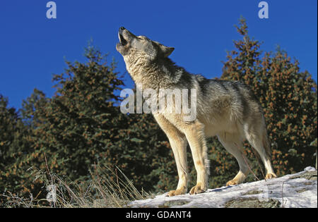 Le loup gris d'Amérique du Nord Canis lupus occidentalis, hurlant ADULTES SUR ROCK, CANADA Banque D'Images