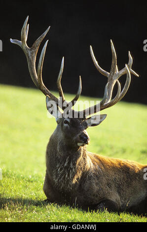 Red Deer, Cervus elaphus, Stag Banque D'Images