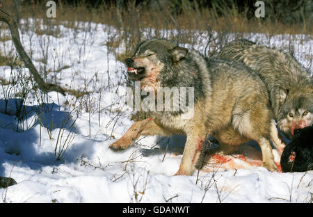 Le loup gris d'Amérique du Nord Canis lupus occidentalis, ses crocs d'ADULTES AVEC UNE PROIE, CANADA Banque D'Images