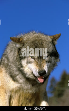 Le loup gris d'Amérique du Nord, Canis lupus occidentalis, Portrait de ses crocs d'adultes, Canada Banque D'Images