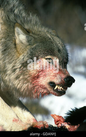 Le loup gris d'Amérique du Nord, Canis lupus occidentalis, adulte avec une proie, Snarling, Canada Banque D'Images