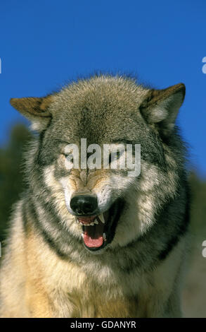 Le loup gris d'Amérique du Nord, Canis lupus occidentalis, Portrait de ses crocs d'adultes, Canada Banque D'Images