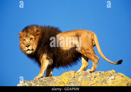 L'AFRICAN LION Panthera leo, HOMME ON ROCK Banque D'Images