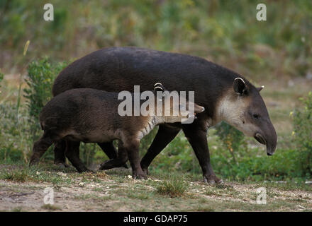 TAPIR DE BAIRD tapirus bairdii, femme avec de jeunes Banque D'Images