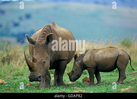 Rhinocéros blanc Ceratotherium simum, FEMELLE ET SON VEAU, AFRIQUE DU SUD Banque D'Images