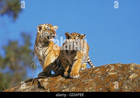 Tigre du Bengale, Panthera tigris tigris, Cub stanting on Rock Banque D'Images