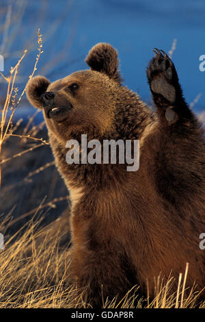 Ours brun, Ursus arctos horribilis, Alaska Banque D'Images