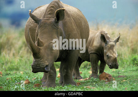 Rhinocéros blanc, Ceratotherium simum, mère et son veau, Afrique du Sud Banque D'Images
