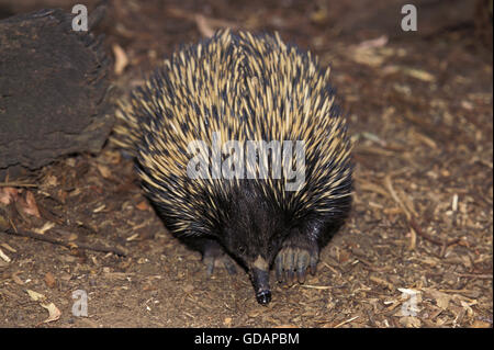 Échidné à nez court, Tachyglossus aculeatus, Australie Banque D'Images