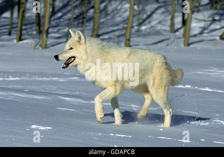 Le loup arctique (Canis lupus tundrarum, des profils sur la neige, de l'Alaska Banque D'Images