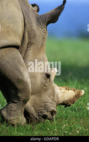 Rhinocéros blanc, Ceratotherium simum, Portrait d'adulte, Afrique du Sud Banque D'Images