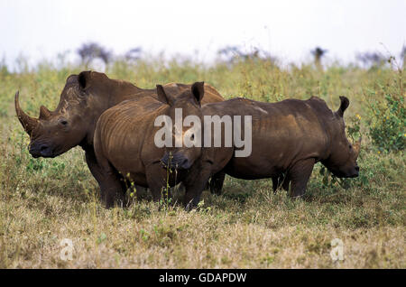 Rhinocéros blanc, Ceratotherium simum, Afrique du Sud Banque D'Images