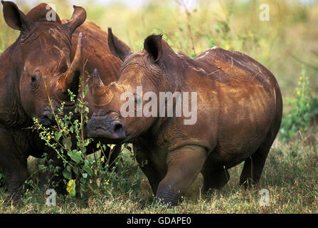 Rhinocéros blanc, Ceratotherium simum, adultes, Kenya Banque D'Images