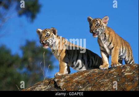 Tigre du Bengale, Panthera tigris tigris, cub on Rock Banque D'Images