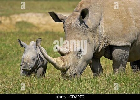 Rhinocéros blanc, Ceratotherium simum, femelle et son veau, parc de Nakuru au Kenya Banque D'Images