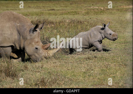 Rhinocéros blanc, Ceratotherium simum, femelle et son veau, parc de Nakuru au Kenya Banque D'Images