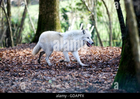 Le loup arctique (Canis lupus tundrarum Banque D'Images