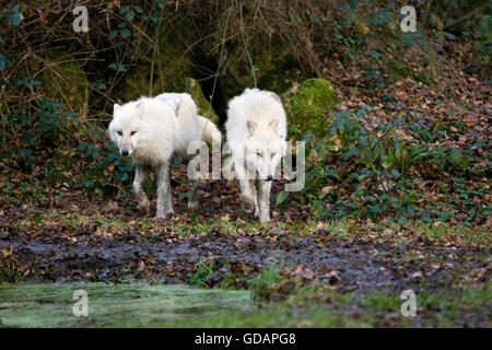 Le loup arctique (Canis lupus tundrarum, adultes balade à trou d'eau Banque D'Images