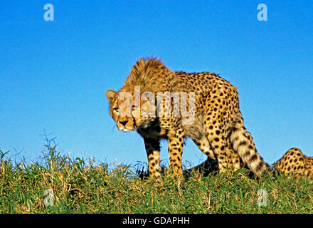 Le guépard, Acinonyx jubatus, parc de Masai Mara au Kenya Banque D'Images