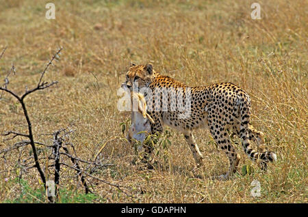 Le guépard, Acinonyx jubatus, des profils avec un Kill, un lapin, parc de Masai Mara au Kenya Banque D'Images