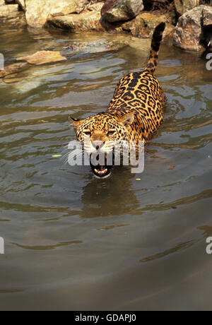 JAGUAR Panthera onca, des profils dans l'eau, SNARLING Banque D'Images