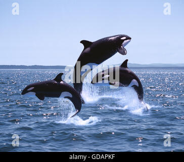 Baleine grise, Eschrichtius robustus, adultes et de veaux sauter, Canada Banque D'Images