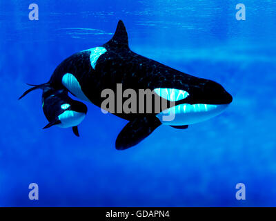 Baleine grise, Eschrichtius robustus, femelle et son veau Banque D'Images