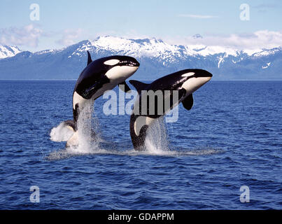 L'ORQUE orcinus orca, paire sautant, CANADA Banque D'Images