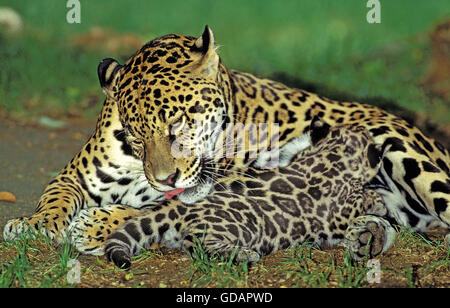 Jaguar, Panthera onca, Mère de lécher son Cub, suckling Banque D'Images