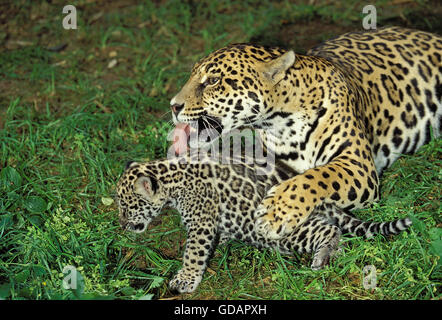 Jaguar, Panthera onca, Mère léchant Cub Banque D'Images