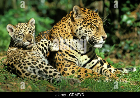 Jaguar, Panthera onca, Femme avec Cub Banque D'Images