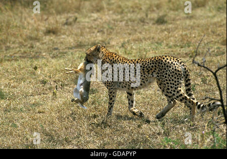 Le guépard Acinonyx jubatus, DES PROFILS AVEC UN LAPIN, tuer le parc Masai Mara au Kenya Banque D'Images