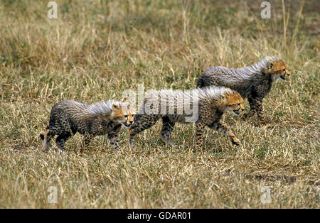 Le guépard Acinonyx jubatus, CUB MARCHER SUR L'herbe sèche, AU KENYA Banque D'Images