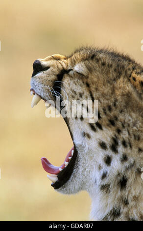 Le guépard, Acinonyx jubatus, bâillements, adultes parc Masai Mara au Kenya Banque D'Images