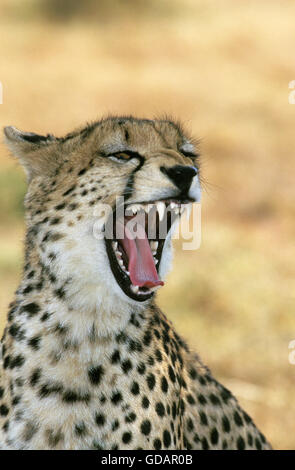 Le guépard Acinonyx jubatus, PORTRAIT DES BÂILLEMENTS ADULTES, KENYA Banque D'Images