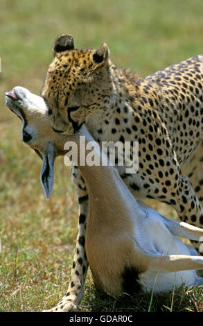 Le guépard Acinonyx jubatus, adulte avec une gazelle de Thomson a tuer, KENYA Banque D'Images