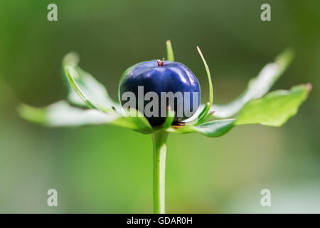 Herb Paris (Paris quadrifolia) berry. Blue-black berry-comme capsule et les bractées de forêt de la famille Melanthiaceae Banque D'Images