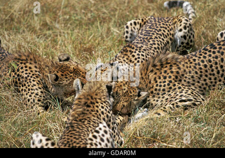 Le guépard Acinonyx jubatus, MÈRE AVEC CUB MANGER UNE Gazelle de Thomson, AU KENYA Banque D'Images