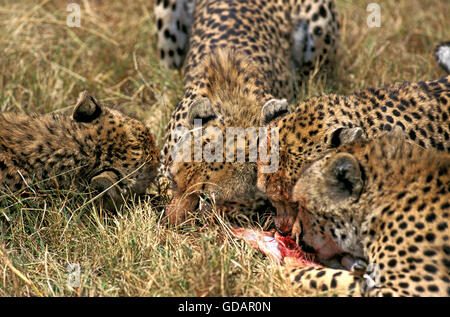 Le guépard, Acinonyx jubatus, femme avec de jeunes manger une Gazelle de Thomson, tuer le parc Masai Mara au Kenya Banque D'Images