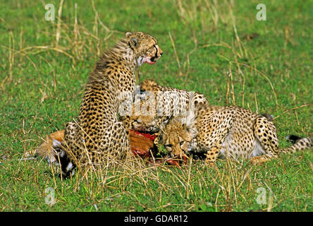 Le guépard Acinonyx jubatus, MÈRE AVEC CUB MANGER UNE Gazelle de Thomson, AU KENYA Banque D'Images