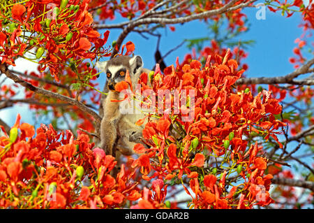 Ring Tailed Lemur, lemur catta, adulte en arbre flamboyant, Delonix regia, Réserve de nationalité à Madagascar Banque D'Images