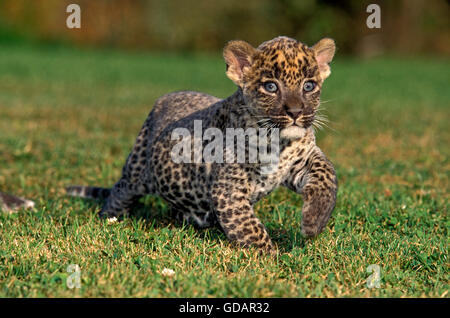 Léopard, Panthera pardus, cub sur l'herbe Banque D'Images