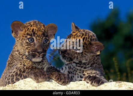 Léopard, Panthera pardus, cub on Rock Banque D'Images