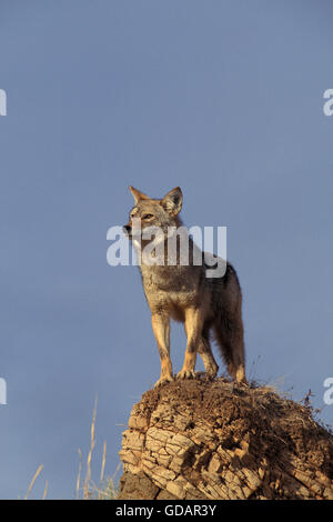 Le Coyote, Canis latrans, Adulte perché sur les rochers, à la aroung, Montana Banque D'Images