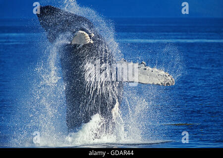 Baleine à bosse Megaptera novaeangliae, violer adultes, ALASKA Banque D'Images
