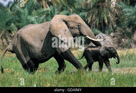 L'éléphant d'Afrique, Loxodonta africana, femelle et son veau qui sortent d'un marais, le parc d'Amboseli au Kenya Banque D'Images