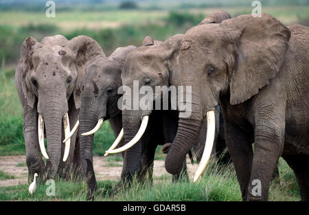 L'éléphant d'Afrique, Loxodonta africana, troupeau marche à travers la savane, Kenya Banque D'Images